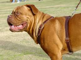 صور كلاب مميزه  Dogue-de-bardeaux-luxury-leather-dog-harness-2