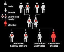 Inheritance of Tay-Sachs disease.