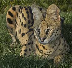http://tbn3.google.com/images?q=tbn:WqkzPTxm5yqz2M:http://img10.imageshack.us/img10/1804/serval5.jpg