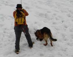 cane valanga 2 Trentino: Sciatrice diciottenne muore contro un albero. In Val di Fiemme salvato sci alpinista dalla valanga.