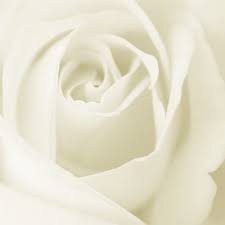 صور للترحيب بالعضاء الجدد White-rose