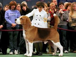 Dog Breeders Unveil New Mastiffeagle