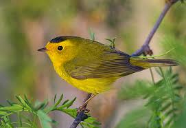 Please join the Hudson-Mohawk Bird Club!