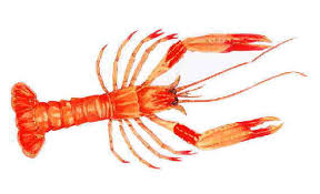 LANGOUSTINES