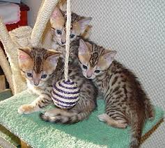 external image di%2520ram%2520kittens%2520on%2520tree031204.jpg