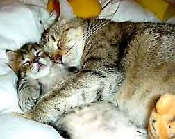  Cute Things Falling Asleep is 