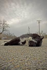 Dead Cat Picher, Oklahoma