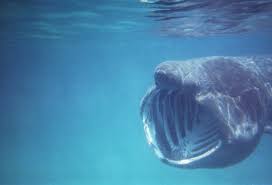 Basking Shark