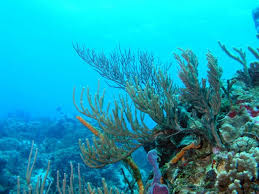 صور لعالم البحار Reefscape_2.sized