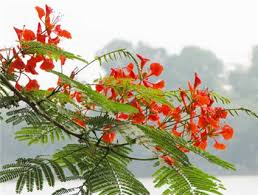 http://tbn3.google.com/images?q=tbn:dN_LbM4r80-D1M:http://hocmai.vn/file.php/1/Anh/THPT/2008/Bang_tin_truong/05/hoaphuong.jpg