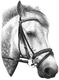 رسومات ولا اروع Sj15--connemara-pony