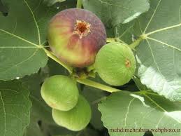 انجیر میوه ای شیرین . گوشت دار و دارای: