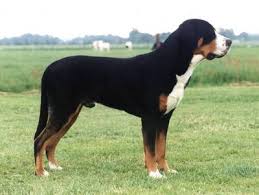 http://www.breederretriever.com/photopost/showphoto.php/photo/968