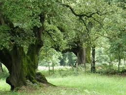 http://tbn3.google.com/images?q=tbn:hKoTHATeCX2bFM:http://clpav.fr/MERIMEE/IMAGES/2%2520CHENES%2520VERTS.jpg