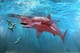 The sharks know they are there