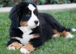  Bernese Mountain Dog Information 