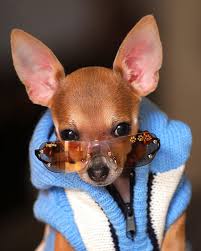 ... protective eyewear for dogs.