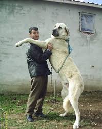 Sivas Kangal Köpeği
