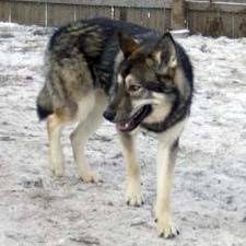 Native American Indian Dog Dynamics