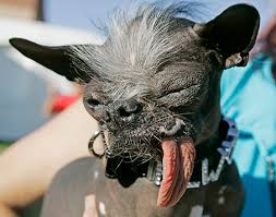 ... Ugliest Dog Contest Friday.