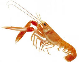  langoustine dans le golfe de 