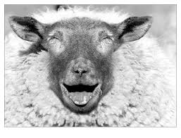 هنا توضع طلبات كبش العيد Sheepjoy6iv
