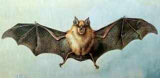 external image a-horseshoe-bat.jpeg