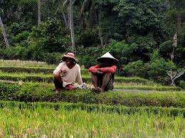Pak Tani