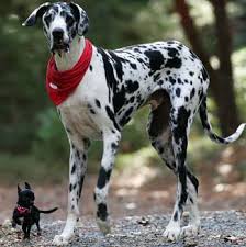 ... and he was a guard dog.
