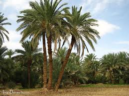 http://tbn3.google.com/images?q=tbn:n4Ij4Tt6qFcuTM:http://www.irandeserts.com/pics-4/mehrjan-big.jpg