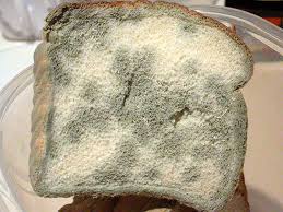 external image moldy_bread.jpg