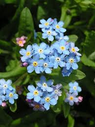 Forget-me-not.jpg