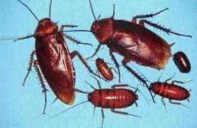 http://tbn3.google.com/images?q=tbn:pRUvEN5RGM1NmM:http://www.allpropestmanagement.com/american_roach.jpg