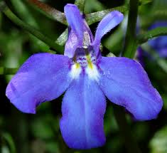 Lobelia close up (aka) Lobelia