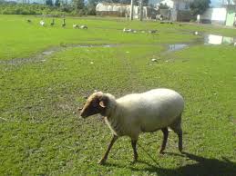 اصول پرورش گوسفند