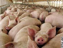 انفلونزا الخنازير ونهاااية العالم... Sto_1612