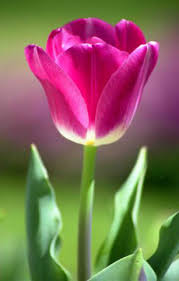 فى الورد كل لون له معنى Tulip%2520single%2520purple