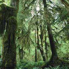 http://tbn3.google.com/images?q=tbn:u7ajiaKvJsmdWM:http://www.profumo.it/images/foto_grandi/foresta_nera.jpg