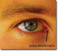 third eyelid -- from www.toptenz.net