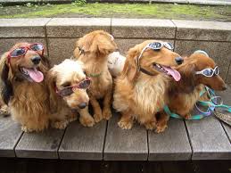 Dogs - a history