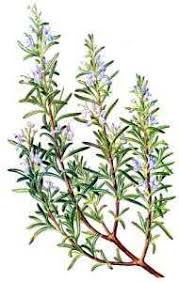 http://tbn3.google.com/images?q=tbn:wqfjhWYBMrB0kM:http://forum.hawaaworld.com/files/4029/Rosemary1.jpg