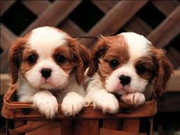 pup