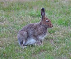 Hare
