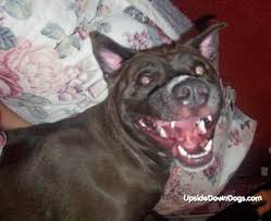 bella-the-pitbull-dog-420x342.jpg