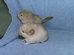 chinchillas