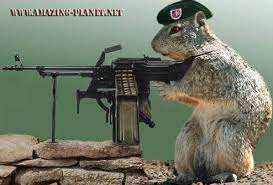 Squirrel and Machine gun