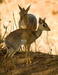 Foto di dik dik - african-safari-pictures