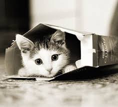 Kitten in a box