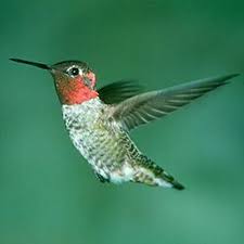 Ann's hummingbird Ann's hummingbird