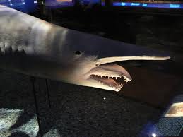 English: Goblin Shark